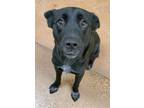 Adopt Jonas a Black Labrador Retriever / Mixed dog in Fort Worth, TX (40269874)