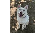 Adopt Oso a Husky / German Shepherd Dog / Mixed dog in Phoenix, AZ (39805558)