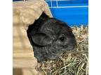 Adopt Poppi a Silver or Gray Chinchilla (short coat) small animal in Manchester