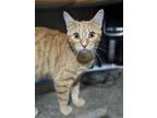Adopt Ivy a Orange or Red (Mostly) Domestic Shorthair / Mixed (short coat) cat