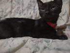 Adopt Skinner a All Black American Shorthair / Mixed (short coat) cat in Niles
