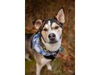 Adopt Pogo a Gray/Silver/Salt & Pepper - with White Husky / Mixed dog in