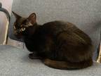 Adopt Times Square a Domestic Shorthair cat in Roanoke, VA (40301721)