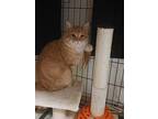 Adopt Gimpy a Orange or Red Tabby Domestic Shorthair / Mixed (short coat) cat in