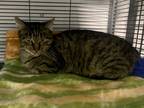 Adopt Gigi a Brown Tabby Domestic Shorthair (short coat) cat in Monmouth