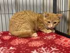 Adopt Fireball a Orange or Red (Mostly) Domestic Shorthair (short coat) cat in