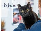 Adopt Akula a All Black Domestic Shorthair (short coat) cat in Somerset