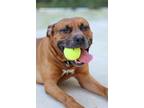 Adopt Hugo a Red/Golden/Orange/Chestnut American Staffordshire Terrier /