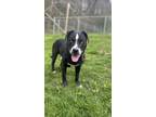 Adopt Jacks a Black - with White American Pit Bull Terrier / American