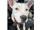 Adopt Mayo- IN FOSTER a White Mixed Breed (Medium) / Mixed Breed (Medium) /