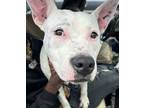 Adopt Mayo- IN FOSTER a White Mixed Breed (Medium) / Mixed dog in Chamblee