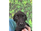Adopt Addison a Black Shepherd (Unknown Type) / Mixed dog in San Antonio