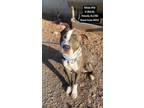 Adopt Scrat a Brindle - with White Pit Bull Terrier / Mixed dog in Pottsville