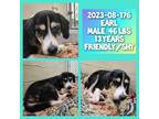 Adopt 2023-08-176 a Australian Shepherd / Mixed dog in Winder, GA (39498346)