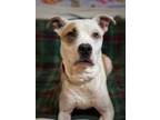 Adopt Missy a White Terrier (Unknown Type, Small) / Mixed dog in Elkhorn