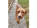Adopt Hank a Brown/Chocolate American Staffordshire Terrier / Mixed Breed