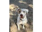 Adopt Tulip a White - with Red, Golden, Orange or Chestnut American Pit Bull