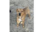 Adopt Faith a Red/Golden/Orange/Chestnut - with White American Pit Bull Terrier