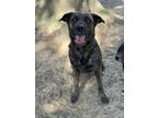 Adopt Raya a Brindle German Shepherd Dog / Mixed dog in Navarre, FL (40281973)
