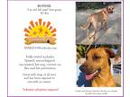 Adopt Bonnie a Red/Golden/Orange/Chestnut Labrador Retriever / Mixed dog in