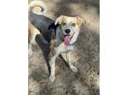 Adopt Jacob a Gray/Silver/Salt & Pepper - with White Husky / Mixed dog in