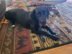 Adopt Balou a Black Great Dane / Mastiff / Mixed dog in Rio Rico, AZ (40132339)