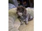 Adopt Coco a Brown/Chocolate Cockapoo / Mixed dog in Middlesex, NC (39809995)