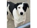 Adopt Laramie 2 a Labrador Retriever / Cattle Dog / Mixed dog in Fort Lupton