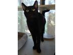 Adopt Brave Mama a All Black Domestic Shorthair / Mixed (short coat) cat in St.