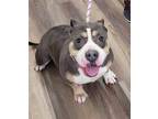 Adopt Rosie A047246 a American Pit Bull Terrier / Mixed Breed (Medium) / Mixed