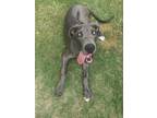 Adopt Watson a Gray/Blue/Silver/Salt & Pepper Great Dane / Mixed dog in