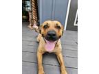 Adopt Ruby a Tan/Yellow/Fawn - with Black Mutt / Mixed dog in Decatur