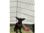 Adopt Tina a Black Jack Russell Terrier dog in plymouth, MI (40297177)