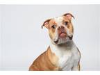 Adopt Churro a Red/Golden/Orange/Chestnut - with White Pit Bull Terrier / Mixed