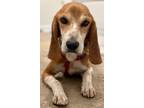 Adopt Orville a Tricolor (Tan/Brown & Black & White) Beagle / Harrier / Mixed