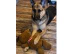 Adopt Sasha (PA) a Tan/Yellow/Fawn - with Black German Shepherd Dog / Mixed dog