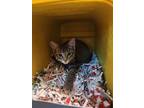 Adopt Autumn (Lusignolo) a Brown Tabby Domestic Shorthair / Mixed cat in Wichita