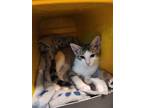 Adopt Hazel (Lusignolo) a Gray, Blue or Silver Tabby Domestic Shorthair cat in