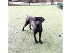 Adopt Sekari- IN FOSTER a Black Mixed Breed (Small) / Mixed (short coat) dog in