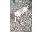 Adopt Lizzy a Tan/Yellow/Fawn - with White Staffordshire Bull Terrier / Mixed