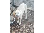 Adopt Elsa a Tan/Yellow/Fawn Staffordshire Bull Terrier / Mixed dog in