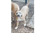 Adopt Tess a Tan/Yellow/Fawn - with Black Staffordshire Bull Terrier / Mixed dog