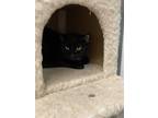 Adopt Zyla a Black (Mostly) Domestic Shorthair (short coat) cat in Pottsville