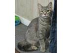 Adopt Marla a Gray or Blue Domestic Shorthair / Domestic Shorthair / Mixed cat