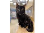Adopt Lupine a Black (Mostly) Domestic Shorthair / Mixed cat in Niles