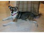 Adopt Antique Brass a Australian Cattle Dog / Collie / Mixed dog in Fort Lupton