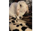 Adopt Snowball a White Lop-Eared (short coat) rabbit in San Jose, CA (40290743)