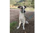 Adopt Bethoveen a White - with Tan, Yellow or Fawn Foxhound / Whippet / Mixed