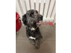 Adopt Gunner a Black - with White Australian Shepherd / Poodle (Standard) dog in