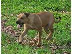 Adopt Russell a Tan/Yellow/Fawn German Shepherd Dog / Husky / Mixed dog in White